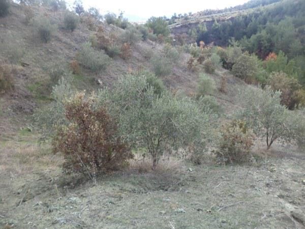 SATILIK BEDAVADANDA UCUZ ZEYTNLK