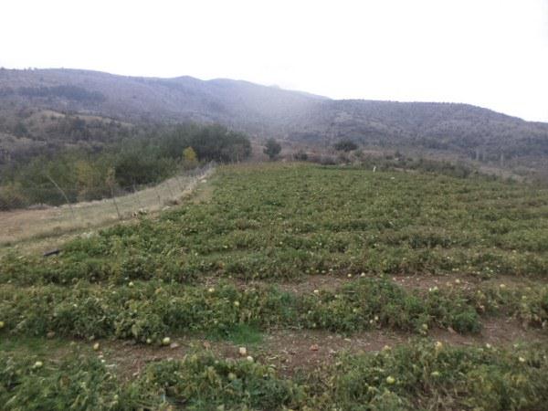 SATILIK YAYLA ARAZ